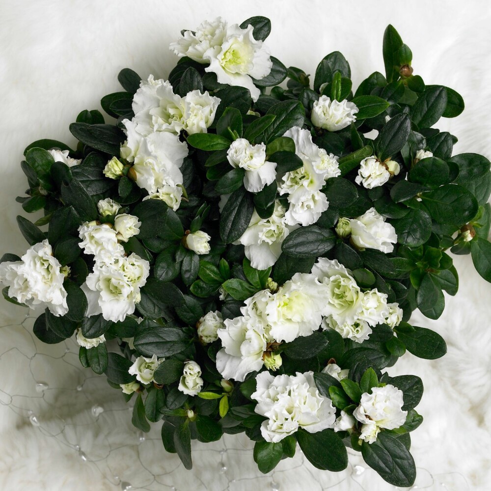 TRYGG JULEPLANTE: Sammen med juleroser, ildtopp, julekaktus og alpefiol, er asalea er juleplante de aller fleste tåler.