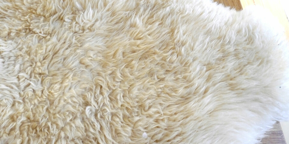 FØR VASK: Dette saueskinnet hadde ikke blitt rengjort på noen år, så vi kastet det i vaskemaskinen.
