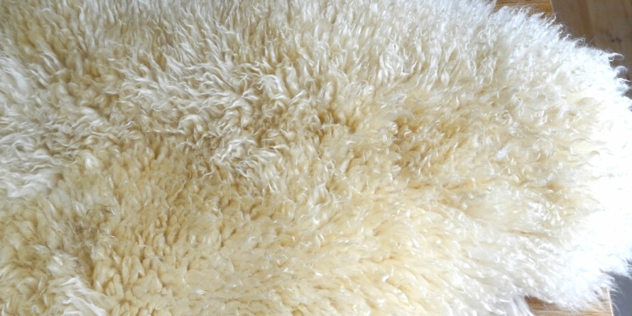 ETTER VASK: Saueskinnet ble uten tvil mye renere, men også litt stivere. Nå har vi mel og merke kun vasket og tørket det, ikke børstet eller kardet. Da ville nok også resultatet blitt en mykere ull.