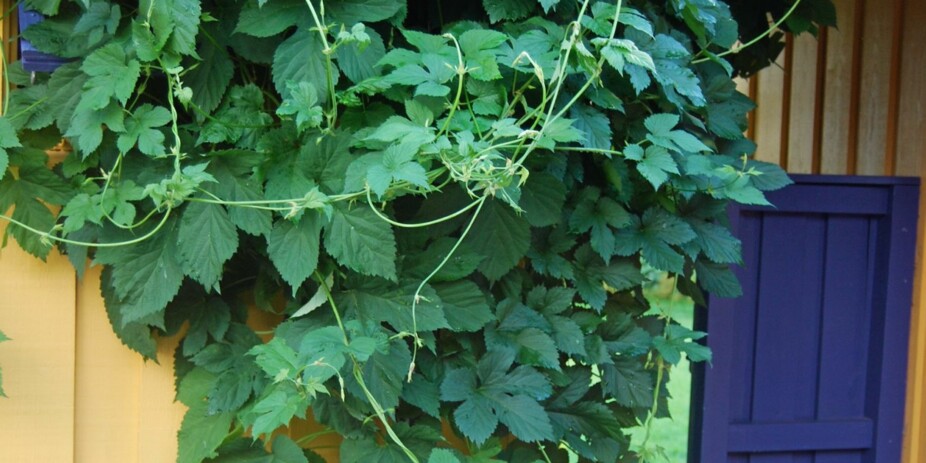 KLATREPLANTER: Humle vokser inntil 20 cm i døgnet, i løpet av sommermånedene kan den danne ranker på 6 meters lengde.