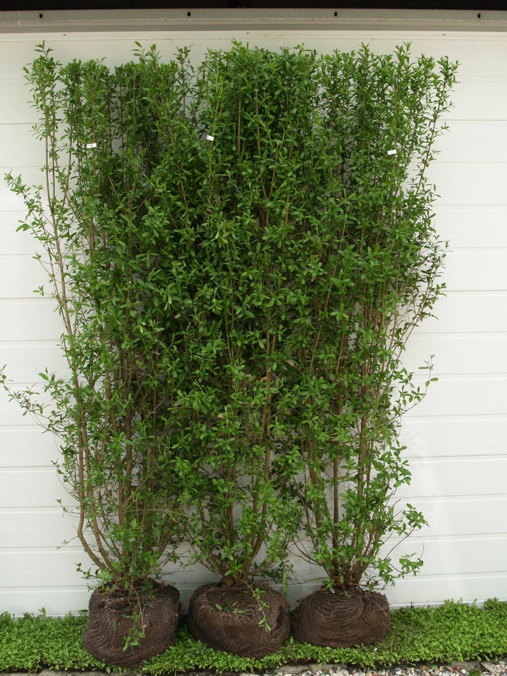 LIGUSTER: Ligustrum v. liga er den mest vinterhardføre av lisgusterplantene. LIGUSTER: Ligustrum v. liga er den mest vinterhardføre av lisgusterplantene.