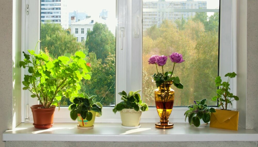 GODT UTGANGSPUNKT: Potteplanter i potte med skål plassert i vinduskarmen er et godt utgangspunkt for å lykkes.