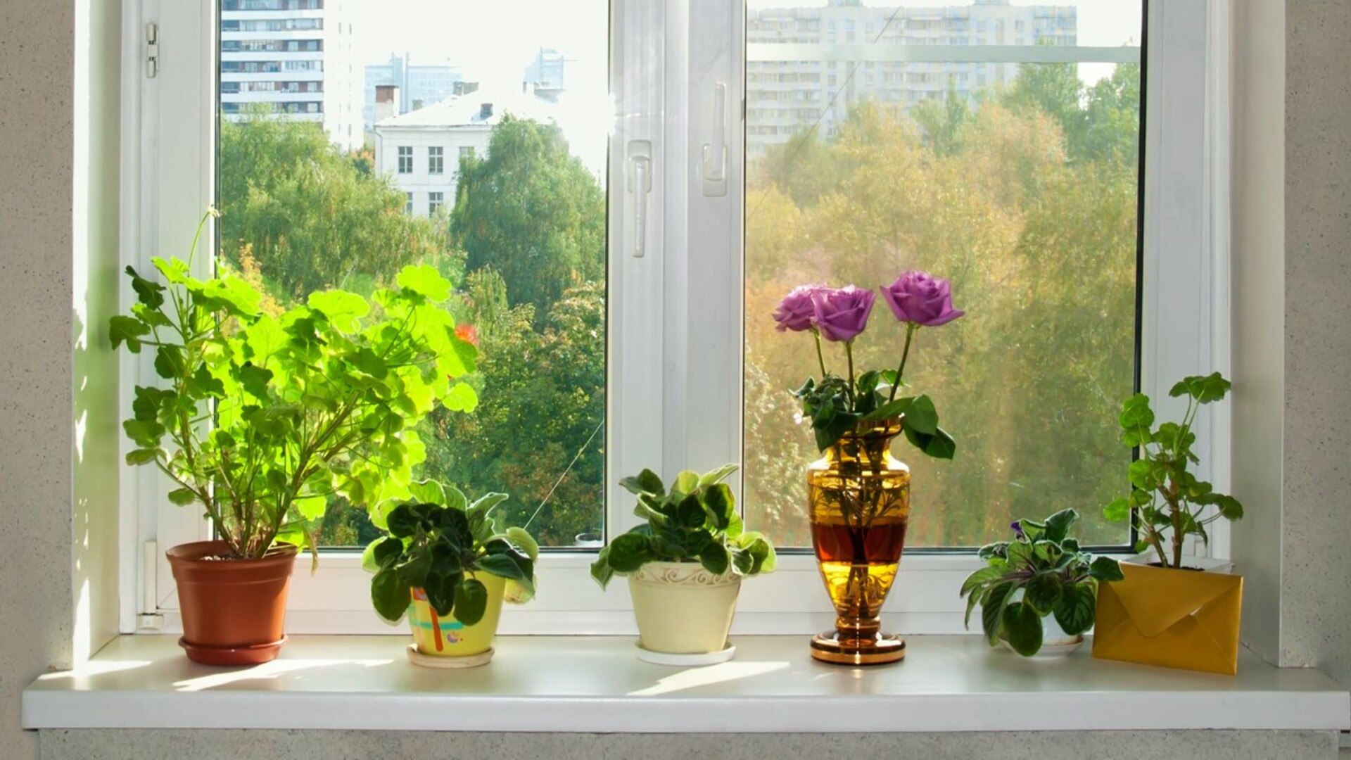 На какую сторону солнечные окна. Комнатные растения на окне. Цветы на подоконнике. Цветы для Южного окна. Цветы для южных окон комнатные.