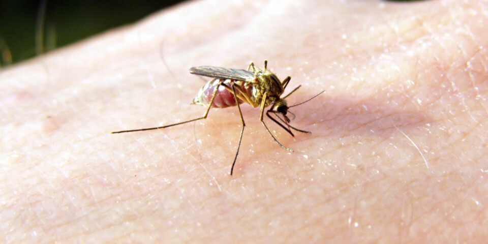 PLAGEÅND: Ingenting ødelegger idyllen som myggestikk som klør.