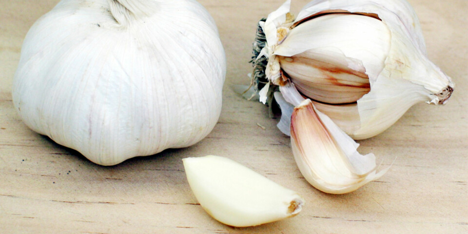 SMÅ VAMPYRER: Akkurat som Dracula hevdes det av mange av myggen holder seg unna om du tygger litt hvitløk.