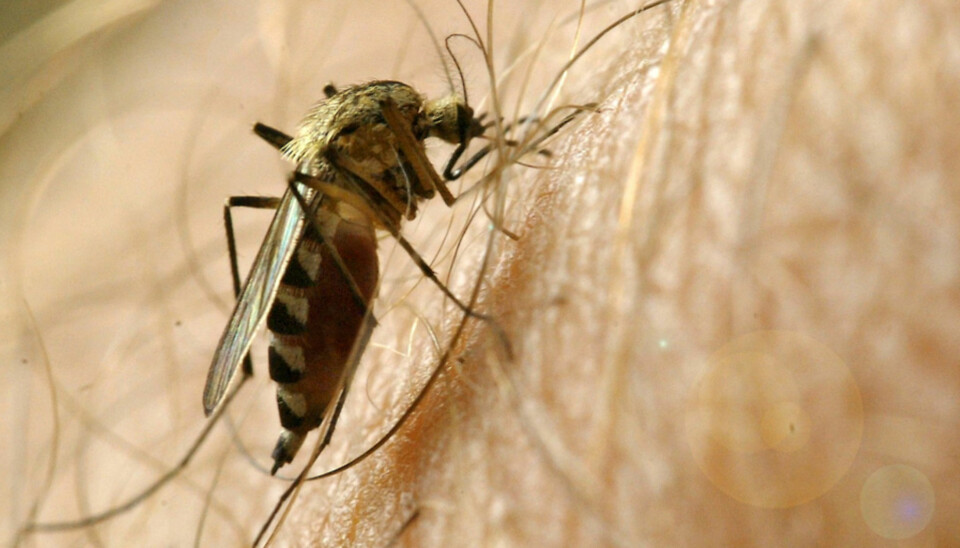 NULL STIKK: Følg gode råd og hold blodsugerne unna i sommer.