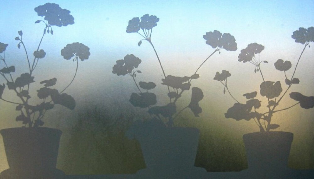 VINDUSBLOMSTER: «Pelargon» fra Strössel Design måler 48 x 120 cm eller 34 x 98 cm, selve motivet er i lys grått.
