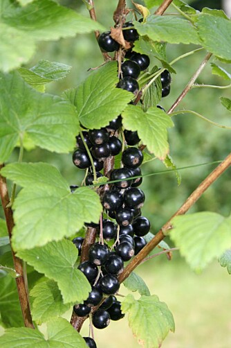 LETT: Solbærbusker er lette å både plante og vedlikeholde Foto: <a href="http://www.flickr.com/photos/sunrise/30420751///">colorline</a> på Flicker.com. Noen <a href="http://creativecommons.org/licenses/by/2.0/deed.en_GB">rettigheter</a> reservert.