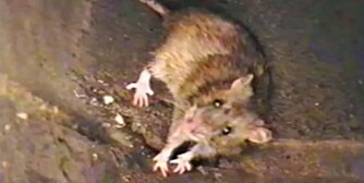 RÅTT: Rotter liker seg godt i folks avløpsrør, fordi der finner de matrester og fett. Jevnlig rensing kan hindre at du får dem på besøk, og redusere risikoen for lekkasje, som følger av tilstoppede avløpsrør.