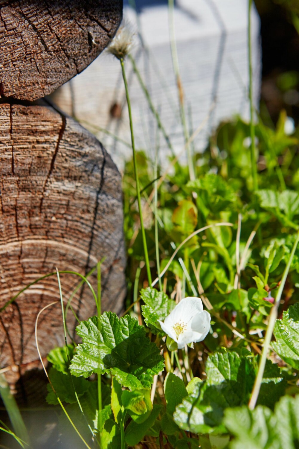 Mye multer: Bokstavelig talt rett utenfor hytteveggen blomstrer multene. Mye multer: Bokstavelig talt rett utenfor hytteveggen blomstrer multene.