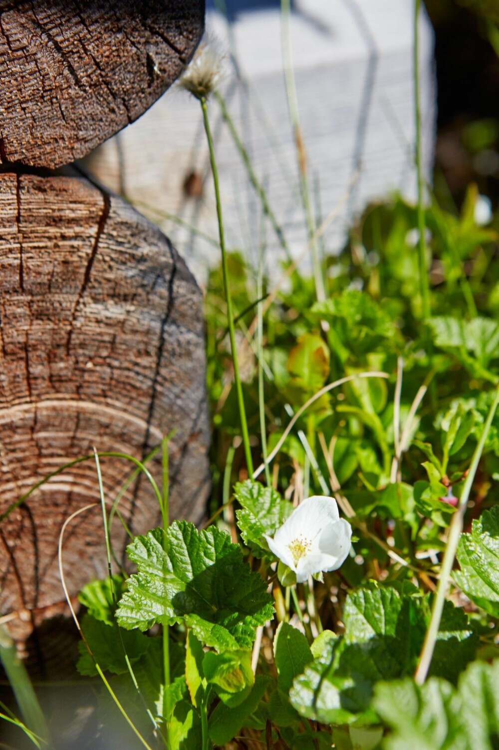 Mye multer: Bokstavelig talt rett utenfor hytteveggen blomstrer multene.