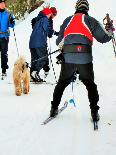 Dette er å på når går skitur med hund - Hytte