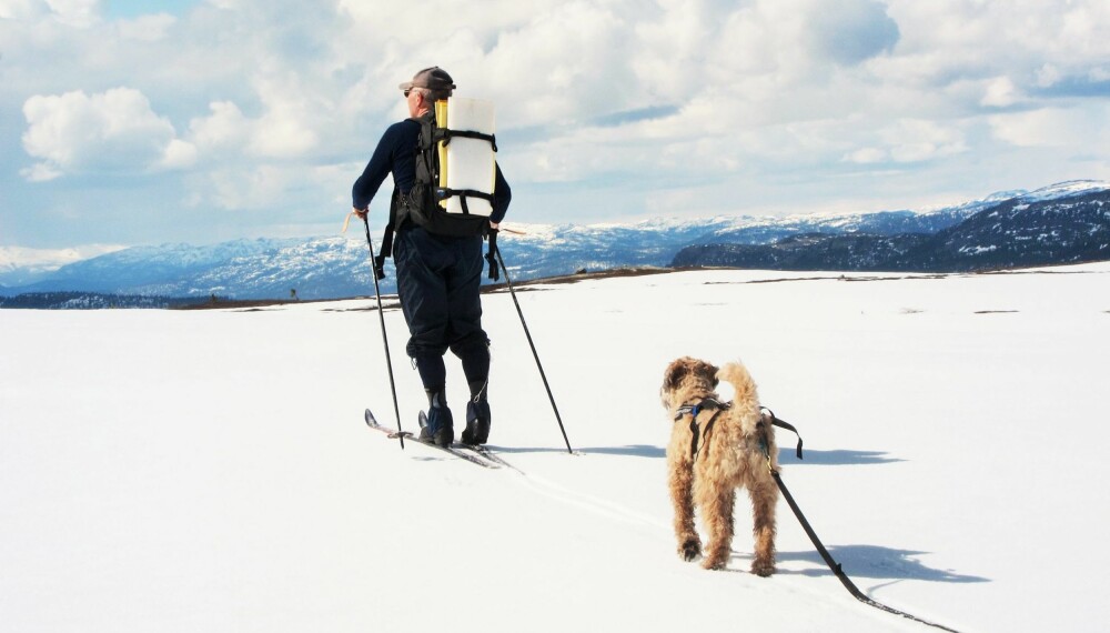 MOT TOPPEN. Hunden er en villig turkamerat som beveger seg mye mer enn skiløperen. Avpass tempo og ta det rolig når det trengs, så blir det en hyggeligere tur for begge to.