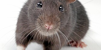 ROTTEBESØK: Både mus og rotter trekker innendørs når det begynner å bli kaldere ute. De er ikke alltid lette å oppdage, men mel langs veggene kan avslørene sporene etter dem.