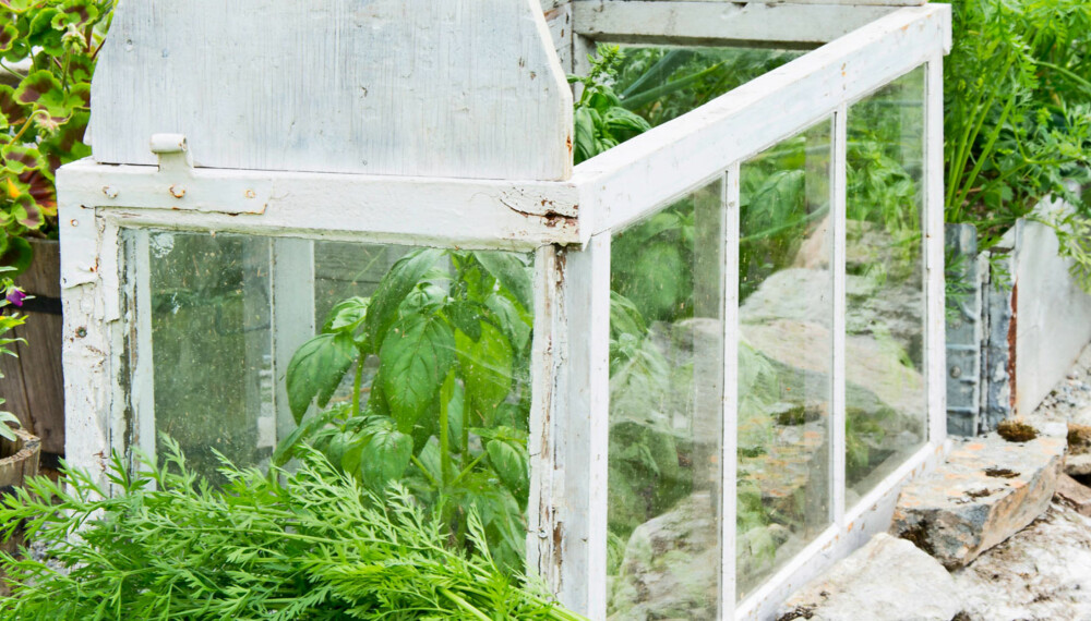 BYGGE DRIVHUS: Et minidrivhus gjør det mulig å dyrke planter som egentlig ikke er beregnet for den norske sommeren.