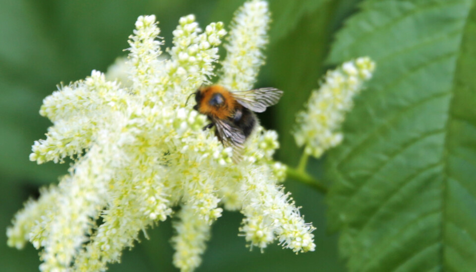NYTTEINSEKT: Humlen er den blant insektene som sannsynligvis er mest verdifull for hageeier, og særlig de som har frukttrær og bærbusker i hagen. (FOTO: Alexander Berg jr.)