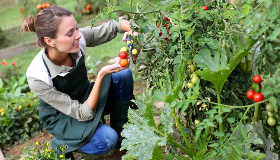 KJØKKENHAGE: Kjekt å ha, men krever jobb. Les under hva som må til!