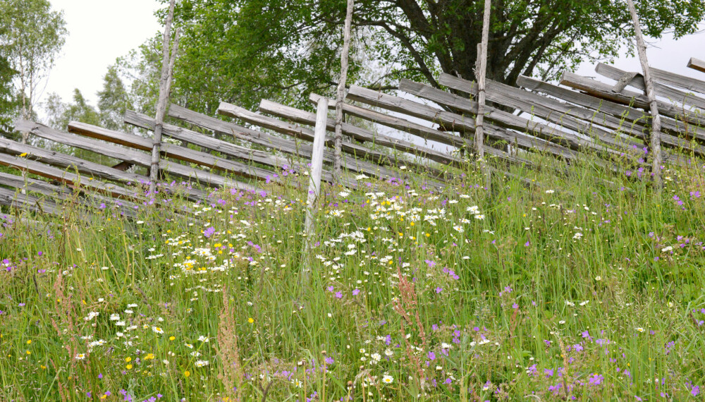 VAKKERT: Lag deg en blomstereng i hagen og ta vare på kulturarven.