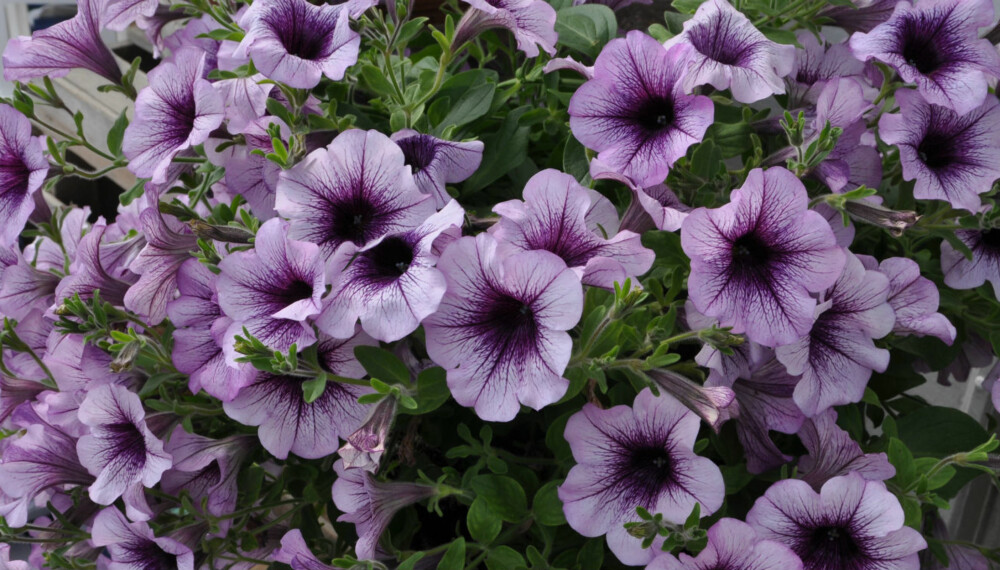 SOMMERBLOMSTER: Superpetunia er flotte blomster i ampel. Den trenger mye vann og gjødsel, men holder seg flott gjennom hele sommeren.