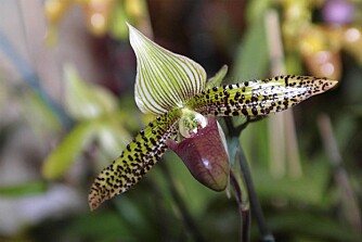 Mange varianter: Det finnes utallige varianter orkideer.