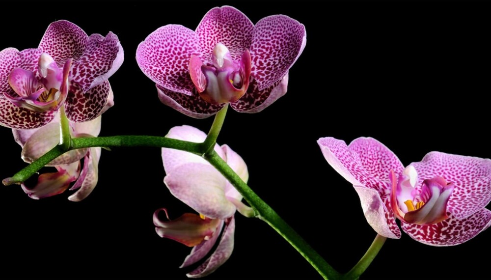 Eksotisk orkidé: Orkideen dufter herlig av sydlige strøk. Den er vakker og eksotisk.