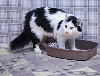 KASSSE: Foreningen for omplassering av dyr anbefaler alle katteeiere å trene katten opp til å gjøre fra seg i en egnet kasse.
