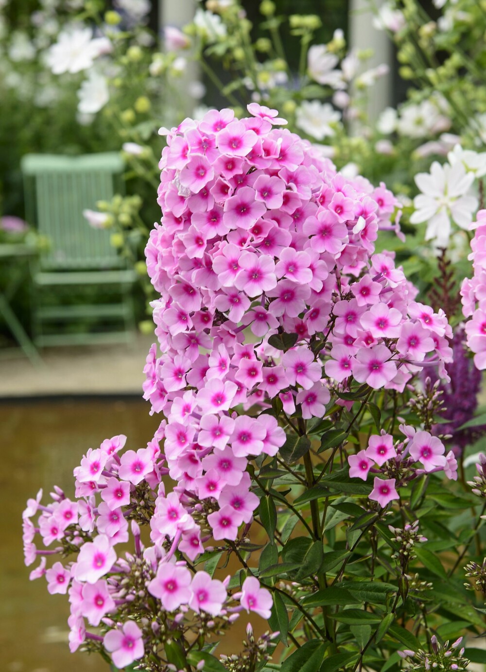 PASSER I ROMANTISK HAGE: Høstfloks, Phlox paniculata, Edentuin.