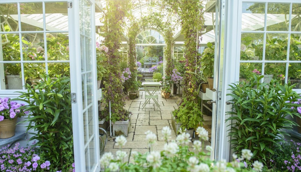 DRØM: Veksthuset er ikke bare for planter, men også for mennesker. I det hyggelige rommet vokser klematis, slyngroser og klokkeranker oppover bueformete espalierer. Takket være thermoglass i taket og gode luftemuligheter via takvinduer og dører, blir det aldri kvelende varmt. DRØM: Veksthuset er ikke bare for planter, men også for mennesker. I det hyggelige rommet vokser klematis, slyngroser og klokkeranker oppover bueformete espalierer. Takket være thermoglass i taket og gode luftemuligheter via takvinduer og dører, blir det aldri kvelende varmt.