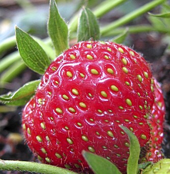 FRSTENDE: Har du jordbær er det et ypperlig lokkemiddel for en vannevenn!