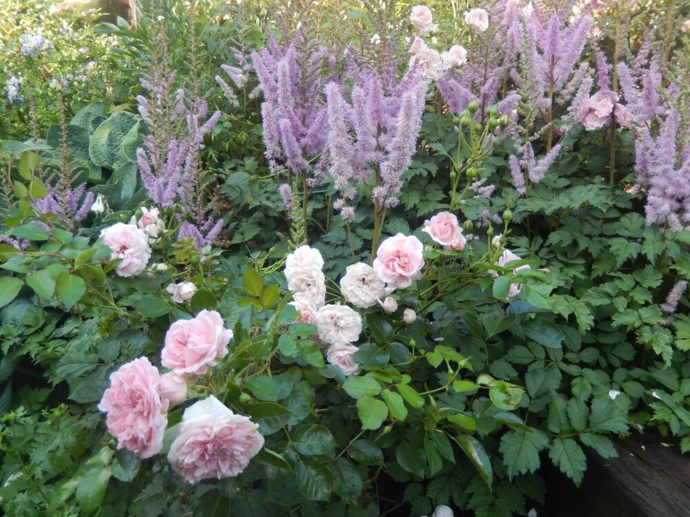 INDRE RO: - Å se blomster spire og gro blir en kontrast til vårt travle dagligliv. På denne måten gir hagearbeid en indre ro, sier psykolog Grethe Nordhelle. På bildet: roser og Japanspir i forfatterens hage. INDRE RO: - Å se blomster spire og gro blir en kontrast til vårt travle dagligliv. På denne måten gir hagearbeid en indre ro, sier psykolog Grethe Nordhelle. På bildet: roser og Japanspir i forfatterens hage.