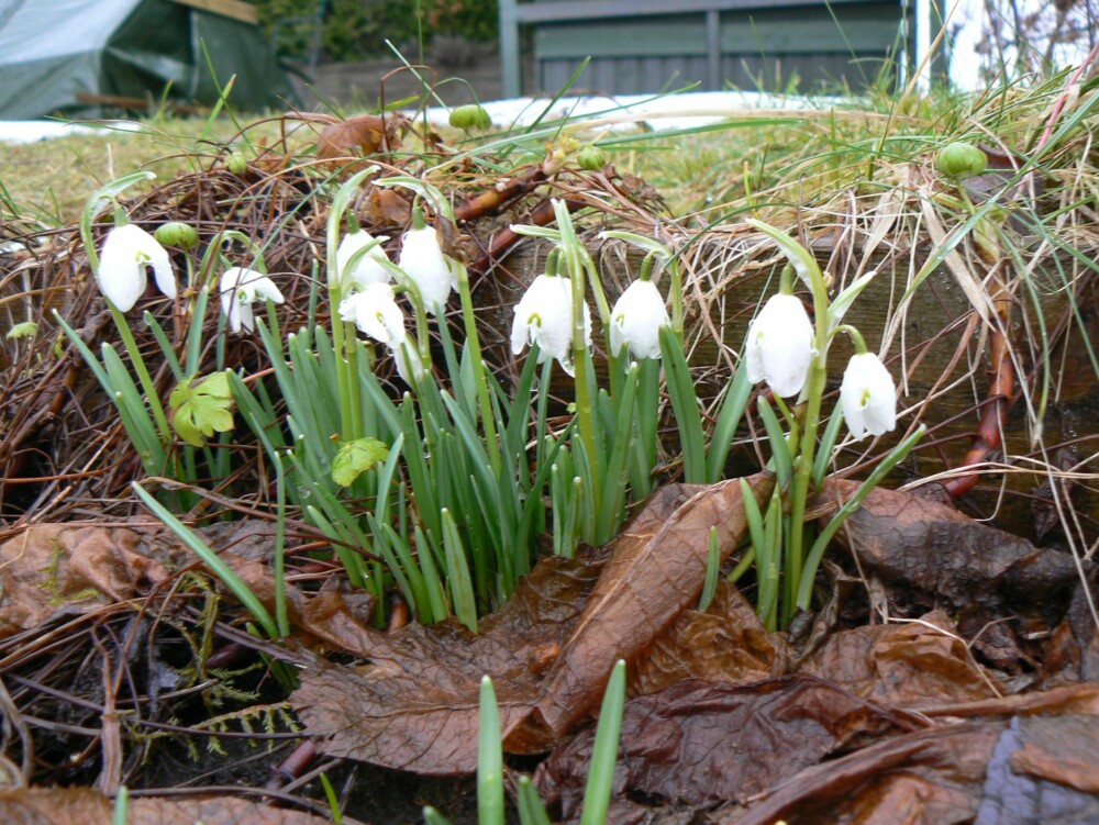 SNØKLOKKER: Om våren stikker snøklokkene hodet opp av snøen. De kan spre seg til små blomstertepper i hagen.