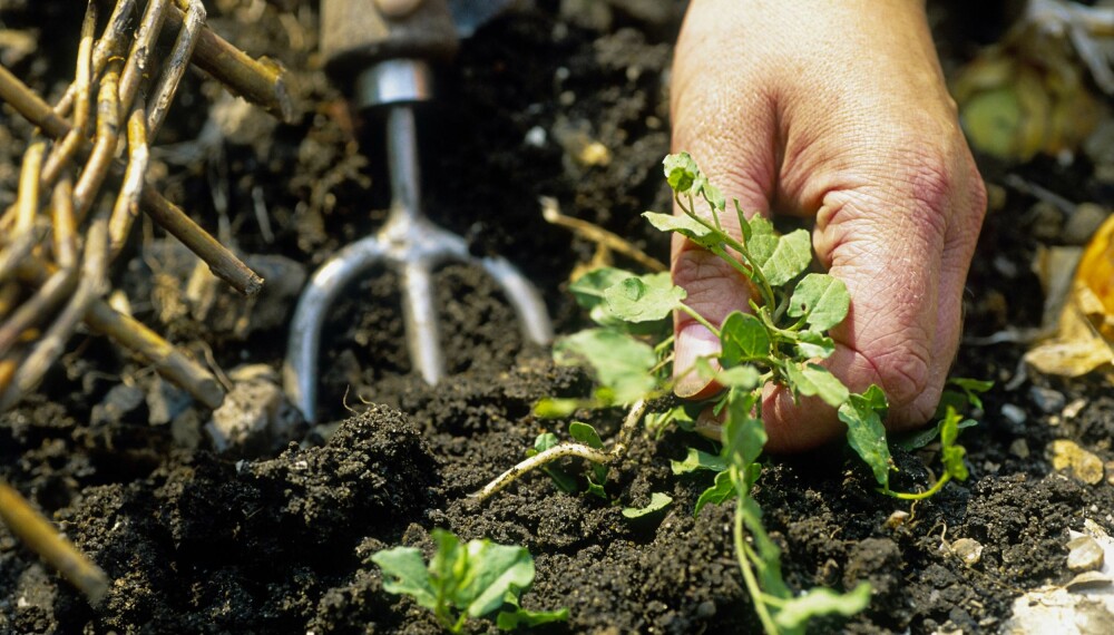 I JORDA: Ikke bare er luking og planting nødvendig, det kan gi oss et mer harmonisk liv. 