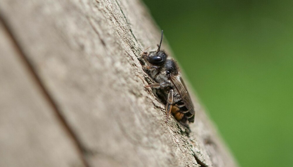 BEHÅRET: De fleste villbier er kraftigere behåret enn veps.  De er dessuten vegetarianene, imotsetning til vepsen som er et rovdyr.
