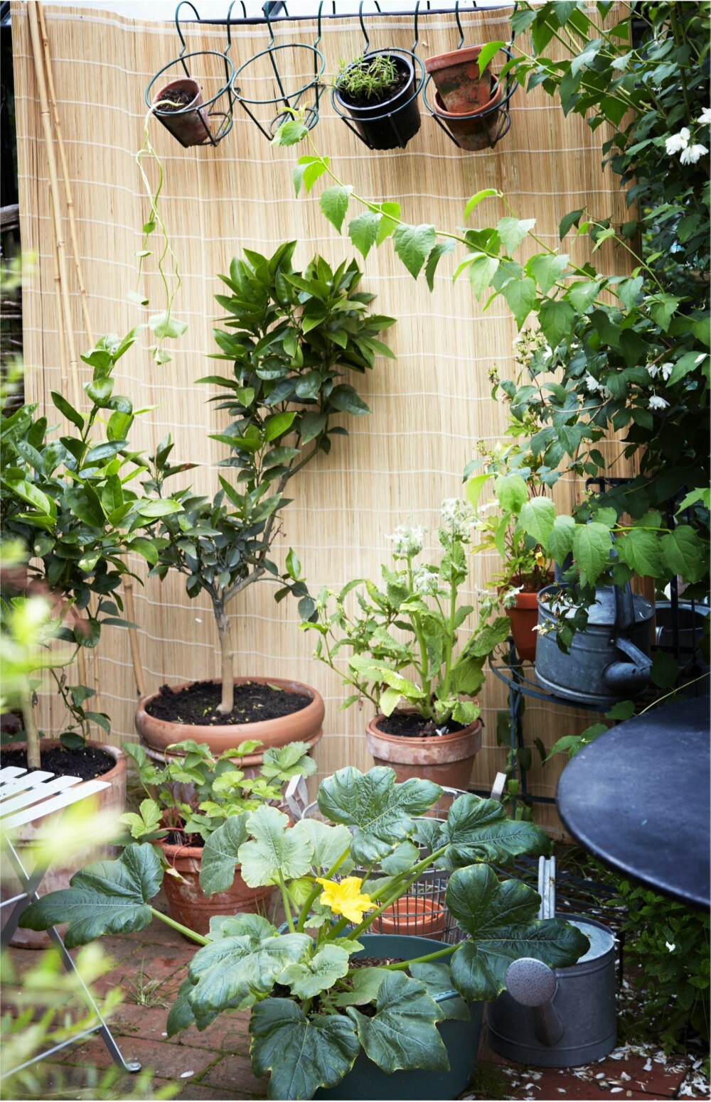 LEVEGG: Plasserer du kjøkkenhagen i ly, kan du få til planter som vanligvis vokser best i drivhus.