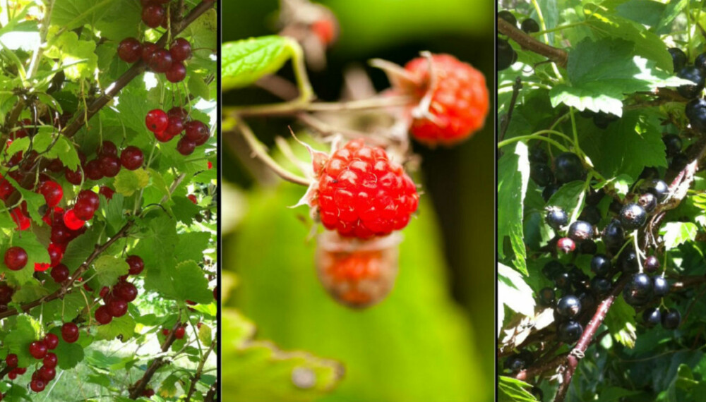 SUNT OG GODT: Rips, bringebær og solbær er noen av sortene du lett kan dyrke i din egen hage og som smaker nydelig om sommeren.