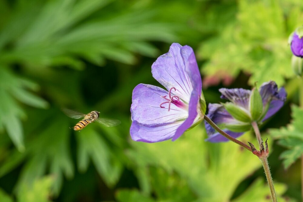 BLOMSTERFLUER: Blomsterfluene ligner på veps og bier, men de hverken stikker eller biter. Mange er svært nyttige insekter i hagen og naturen.