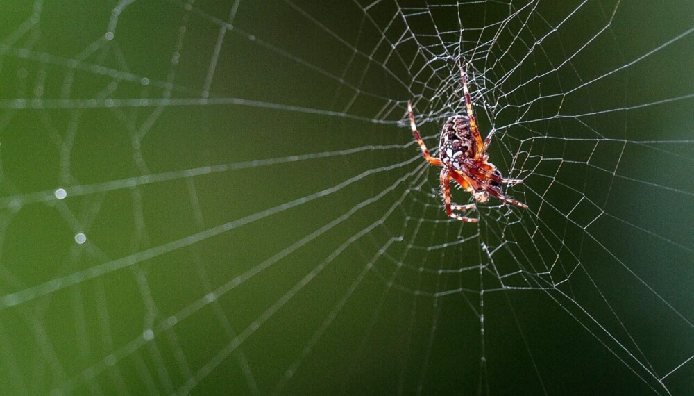 EDDERKOPPER: Edderkoppene bør du ta vare på - de kan nemlig renske opp i hagen din.