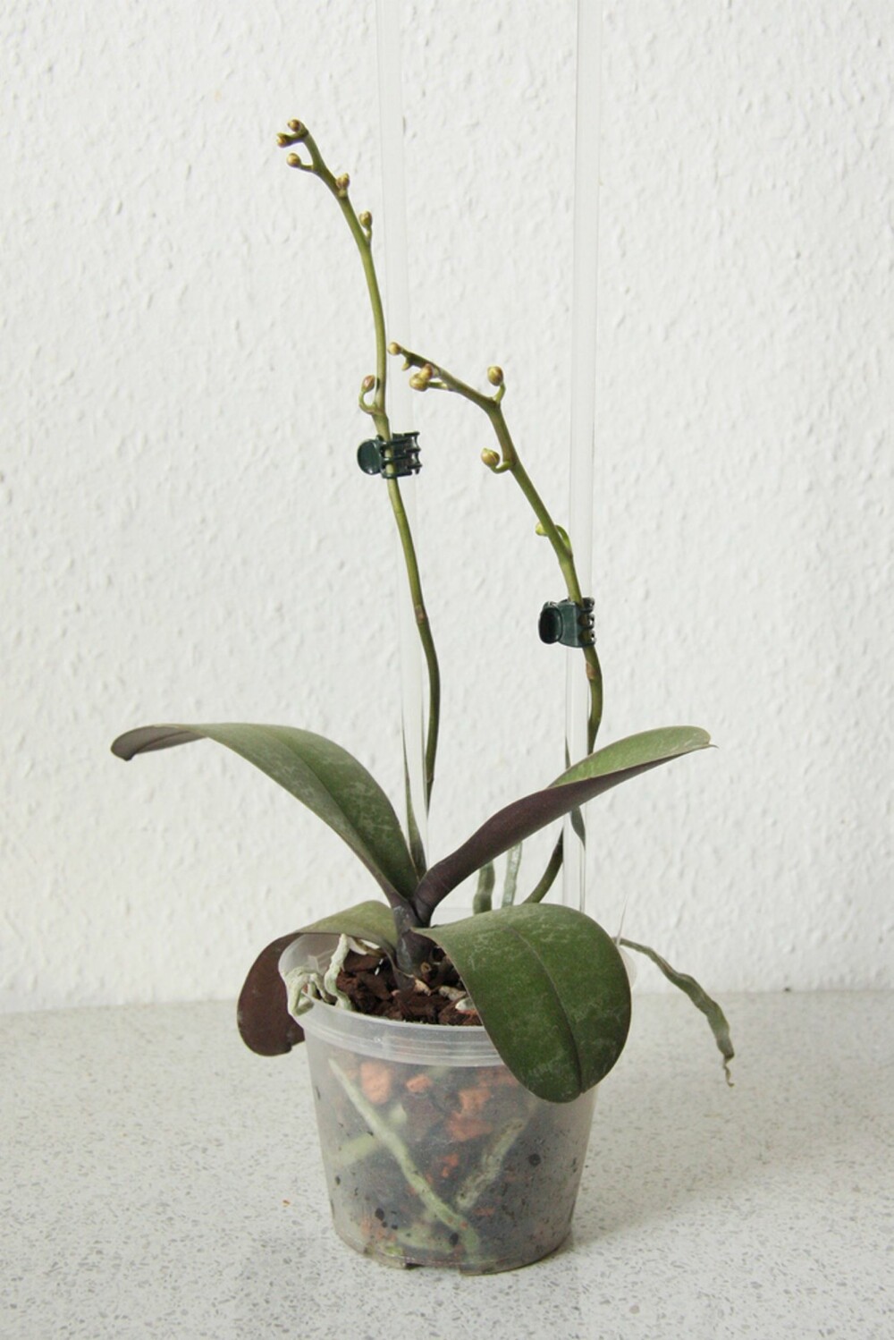 TRIST DEKOR: Litt begredelig når orkideen er grønn. Dette er jo et velkjent syn i et hjem. Men her kommer det nye blomster.