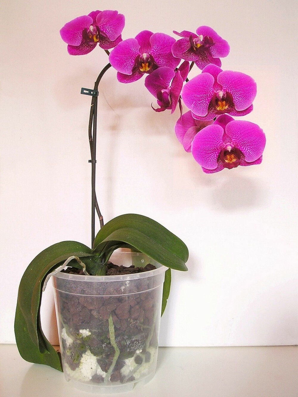 POPULÆR PLANTE: Phalaenopsis er den mest populære av orkidevariantene her i landet.