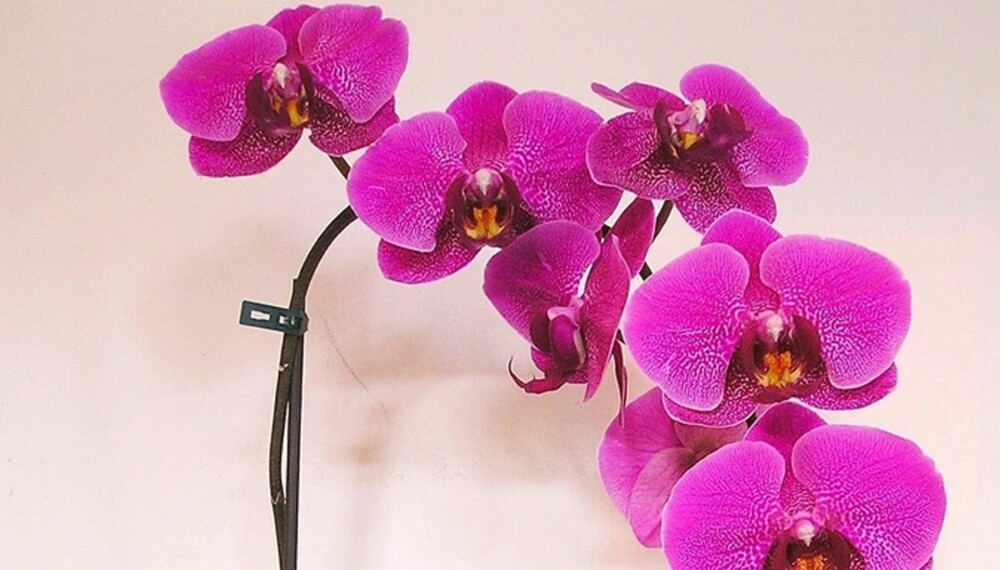 Å LYKKES MED ORKIDEER: Orkideer er vakre når de blomstrer. Med noen enkle grep får du dem til å vare.