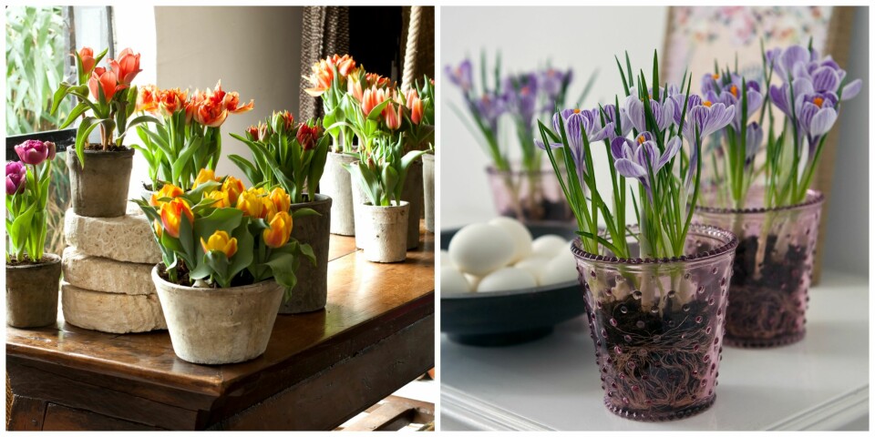 LØKBLOMSTER: Du kan gjøre mye spennende med løkblomster.