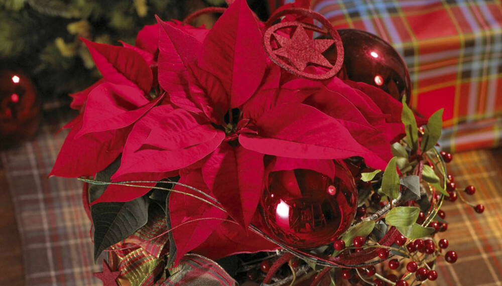 TRADISJONELL: Den vanlige, røde julestjerna er for mange selve symbolet på jul.