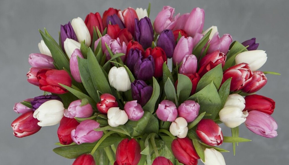 IKKE HELT OPP: Trodde du at en vase med tulipaner skulle ha fullt opp med vann? Da må du tro om igjen!