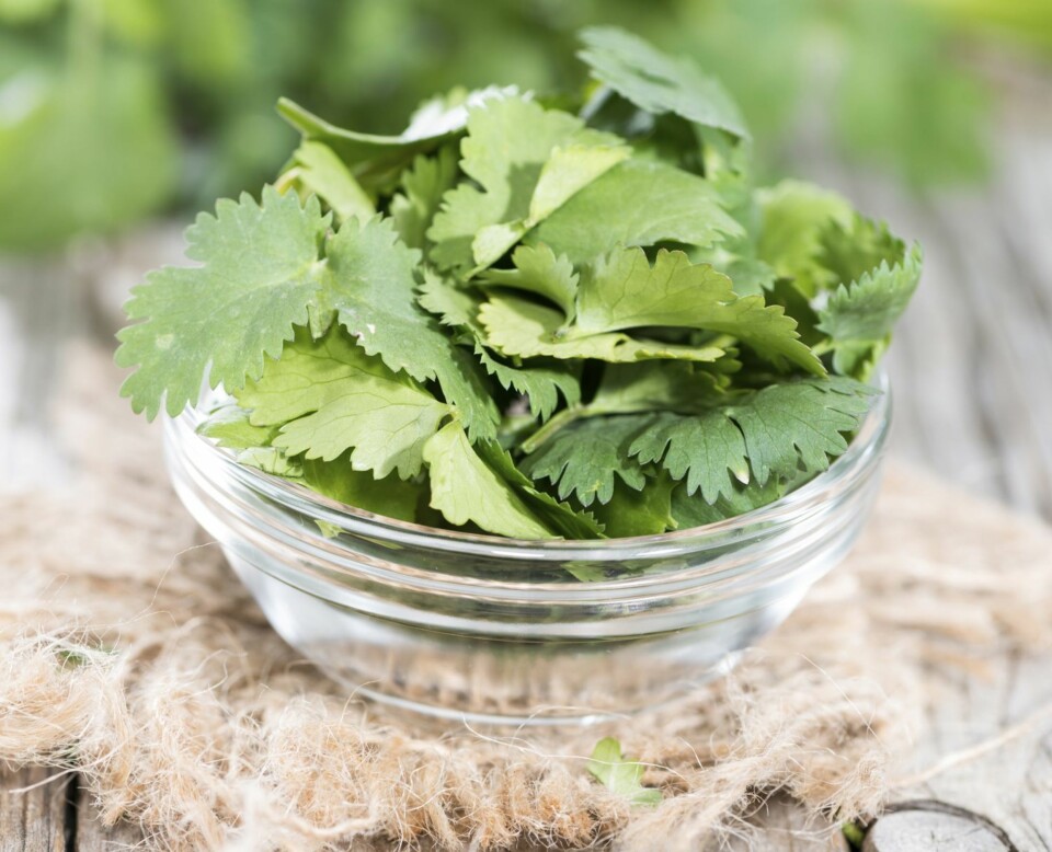 KORIANDER BØR STÅ EN UKE: - Dill og koriander er urter som ikke kommer opp igjen etter de er brukt. Disse to urtene er vanskelig å holde, og jeg kaller det ferskvareurter – det vil si at du bør bruke dem så fort du kan. Men korianderen bør kunne stå 1 uke, sier Katrine Hesnes Jarnes, driver Hesnes Gartneri.