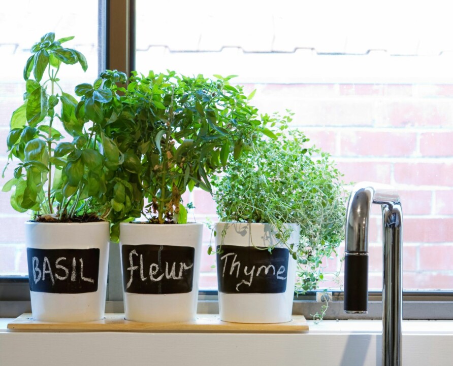 IKKE ALLE KAN STÅ HER: Selv om det er viktig at urter får nok lys, er det ikke alle som tåler den lave temperaturen som kan oppstå langs vinduskarmen. Basilikum er ekstra sårbar for lave temperaturer under 16 grader, og må absolutt ikke stå i trekk i vinduskarmen.