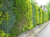 Hekk til Hage: Din Ultimative Guide til Perfekt Inngjerding () Hekk til Hage: Din Ultimative Guide til Perfekt Inngjerding