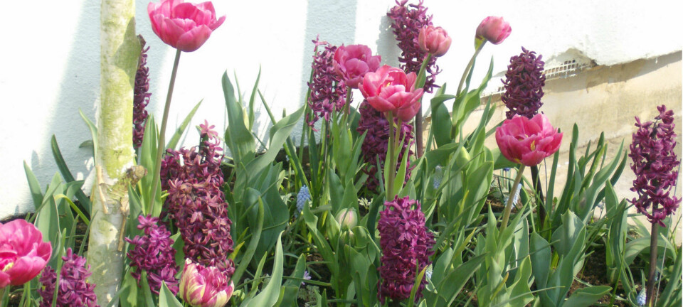 Dette kan alle få til i hagen