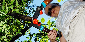 Kvinne klipper busk med hagesaks. Hagearbeid. Hagestell. Stell av hage. Hageredskap. Spjærøy, Hvaler.
Foto: © Thorfinn Bekkelund / Samfoto Hagearbeid