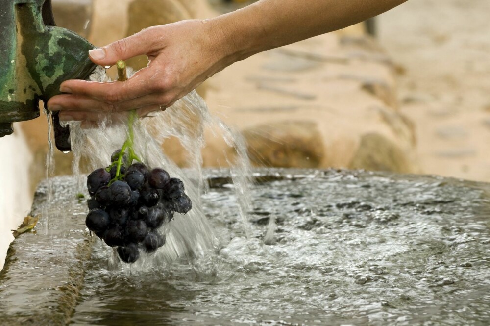 EGEN PRODUKSJON: Druer fra gården brukes til å produsere vin.