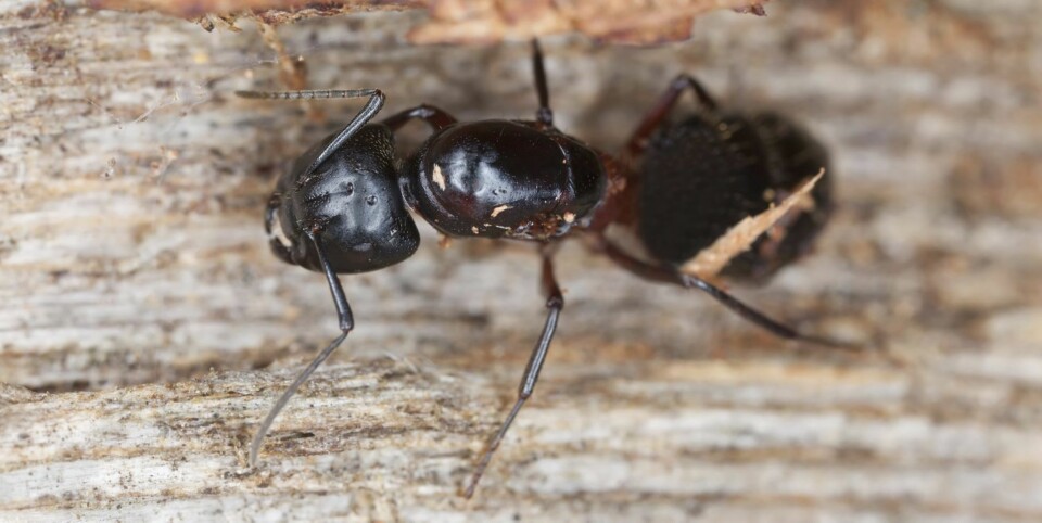 I HUSET: For å unngå å få maurene inn handler det først og fremst om bra renhold, spesielt av alt som inneholder sukker som for eksempel saft, brus og kakesmuler.